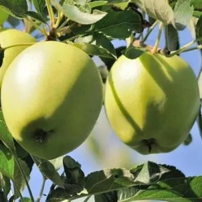 Яблоня САХАРНАЯ в Красноярске