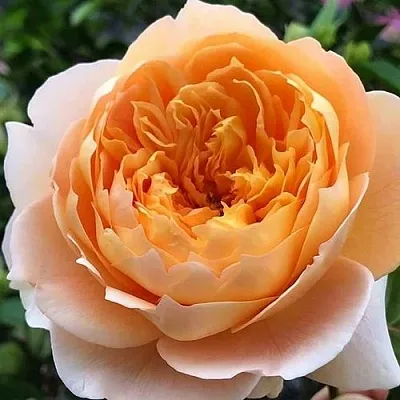 Саженцы роз ЭФФИ чайно-гибридная  Саженцы роз ЭФФИ чайно-гибридная в Красноярске