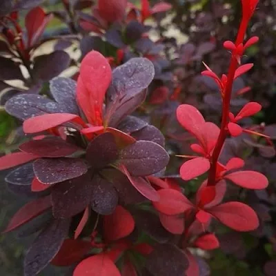 Барбарис РЕД ПИЛЛАР тунберга  Барбарис РЕД ПИЛЛАР тунберга в Красноярске