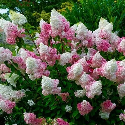 Гортензия  Гортензия в Красноярске