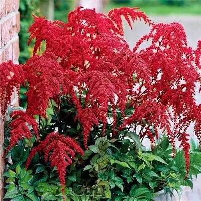 Астильба РЕД ЧАРМ Арендса  Астильба РЕД ЧАРМ Арендса в Красноярске