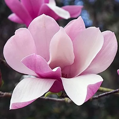 Магнолия РИККИ  Магнолия РИККИ в Красноярске