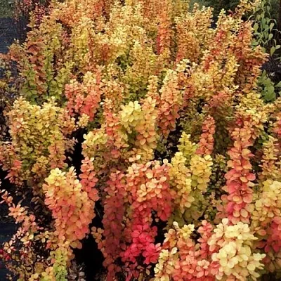 Барбарис САММЕР САНСЕТ тунберга  Барбарис САММЕР САНСЕТ тунберга в Красноярске