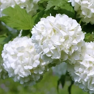 Калина декоративная  Калина декоративная в Красноярске