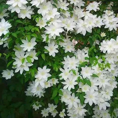 Клематис ТОКИ  Клематис ТОКИ в Красноярске