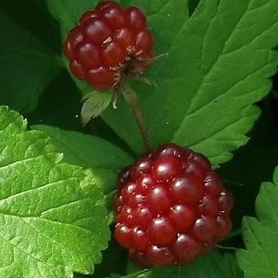 Княженика КЛОН  Княженика КЛОН в Красноярске