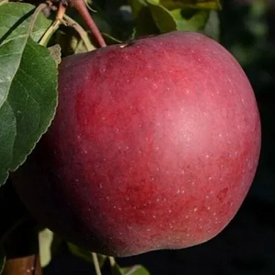 Яблоня БЕЛОРУССКОЕ СЛАДКОЕ в Красноярске