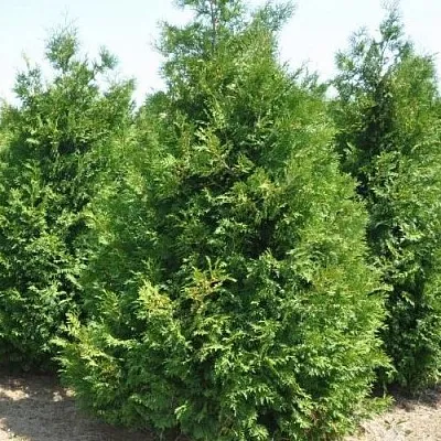 Туя ВАКСЕН западная  Туя ВАКСЕН западная в Красноярске