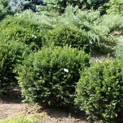 Тис НАНА остроконечный   Тис НАНА остроконечный  в Красноярске