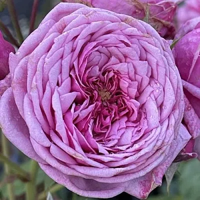 Саженцы роз ДЬЮРАНС АНСЬОН шраб  Саженцы роз ДЬЮРАНС АНСЬОН шраб в Красноярске