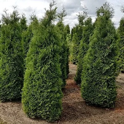 Туя ХОЛМСТРУП западная  Туя ХОЛМСТРУП западная в Красноярске