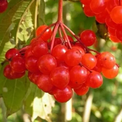 Калина ПАМЯТИ ВАЛЕНТИНЫ  Калина ПАМЯТИ ВАЛЕНТИНЫ в Красноярске