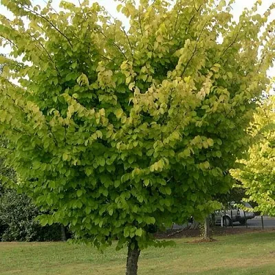 Вяз обыкновенный  Вяз обыкновенный в Красноярске