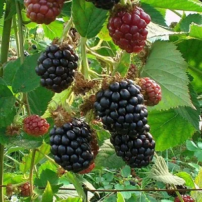 Ежевика ЧЕСТЕР бесшипная  Ежевика ЧЕСТЕР бесшипная в Красноярске