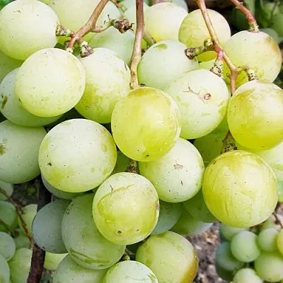 Виноград КЕША МУСКАТ в Красноярске