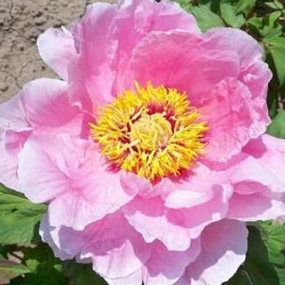 Пион МАРАМАЦУ-ЗАКУРА древовидный в Красноярске