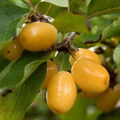 Кизил ЯНТАРНЫЙ  Кизил ЯНТАРНЫЙ в Красноярске