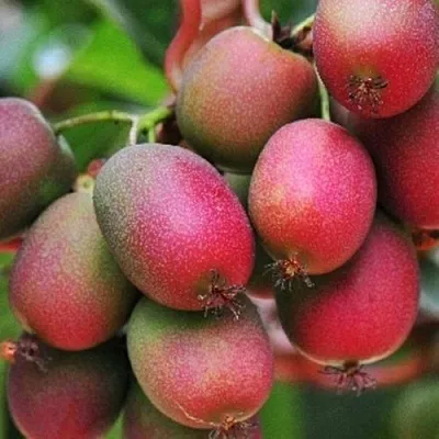 Актинидия ВЕЙКИ аргута  Актинидия ВЕЙКИ аргута в Красноярске