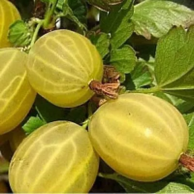 Крыжовник ЯРОВОЙ  Крыжовник ЯРОВОЙ в Красноярске