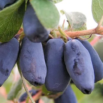 Жимолость съедобная ЛАКОМКА  Жимолость съедобная ЛАКОМКА в Красноярске