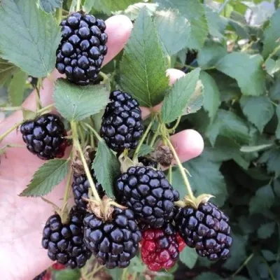 Ежевика ОУАЧИТА бесшипная — описание сорта Ежевика ОУАЧИТА бесшипная в Красноярске