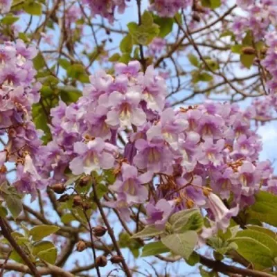 Павлония ПАО ТОГН Z07 — описание сорта Павлония ПАО ТОГН Z07 в Красноярске