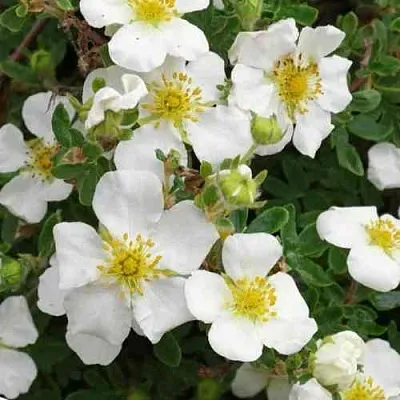 Лапчатка ТИЛФОРД КРИМ кустарниковая  Лапчатка ТИЛФОРД КРИМ кустарниковая в Красноярске