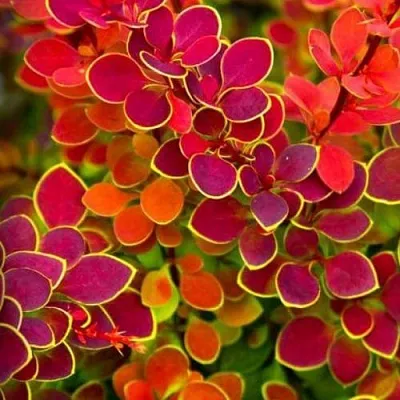 Барбарис ОРАНЖ САНРАЙЗ тунберга  Барбарис ОРАНЖ САНРАЙЗ тунберга в Красноярске