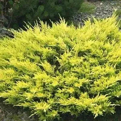 Можжевельник ЛАЙМ ГЛОУ горизонтальный  Можжевельник ЛАЙМ ГЛОУ горизонтальный в Красноярске