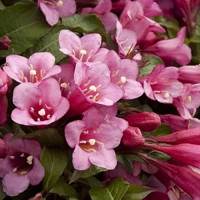 Вейгела ФЛОРИДА  Вейгела ФЛОРИДА в Красноярске