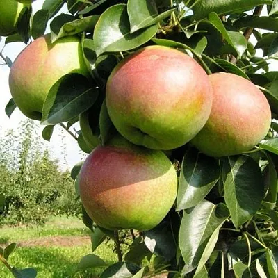 Груша КУПАЛА  Груша КУПАЛА в Красноярске