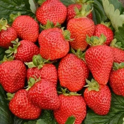 Клубника САН АНДРЕАС ремонтантная  Клубника САН АНДРЕАС ремонтантная в Красноярске