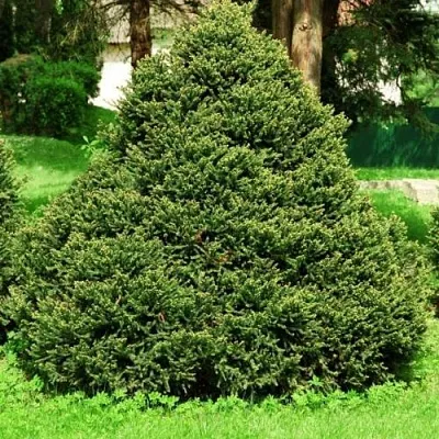 Ель ОЛЕНДОРФИ обыкновенная  Ель ОЛЕНДОРФИ обыкновенная в Красноярске