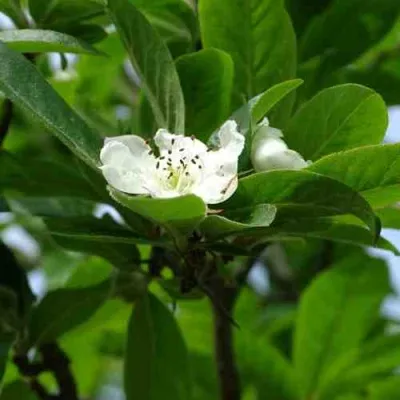 МУШМУЛА  — описание сорта МУШМУЛА  в Красноярске