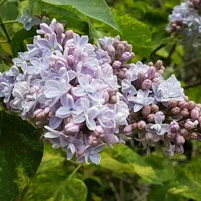 Сирень АУКУБАФОЛИЯ  Сирень АУКУБАФОЛИЯ в Красноярске