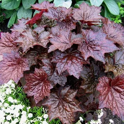 Гейхера ПАЛАС ПУРПЛ  Гейхера ПАЛАС ПУРПЛ в Красноярске