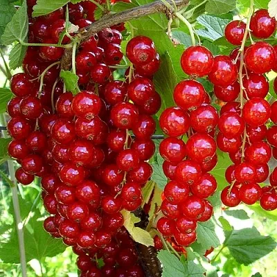 Смородина красная ЙОНКЕР ВАН ТЕТС  Смородина красная ЙОНКЕР ВАН ТЕТС в Красноярске