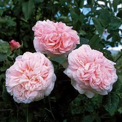 Саженцы роз КЛЭР РОУЗ английская  Саженцы роз КЛЭР РОУЗ английская в Красноярске