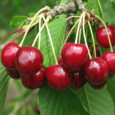 Черешня ГРОНКОВАЯ  Черешня ГРОНКОВАЯ в Красноярске