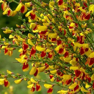 Ракитник  Ракитник в Красноярске