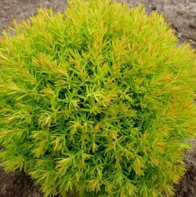 Туя АННИЕК западная  Туя АННИЕК западная в Красноярске