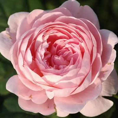 Саженцы роз КУИН ОФ СУИДЕН английская  Саженцы роз КУИН ОФ СУИДЕН английская в Красноярске