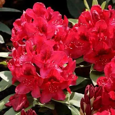 Рододендрон МАТАДОР  Рододендрон МАТАДОР в Красноярске