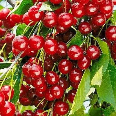 Вишня БРУСНИЦЫНА степная  Вишня БРУСНИЦЫНА степная в Красноярске