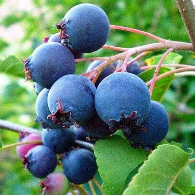 Ирга ПЕМБИНА  Ирга ПЕМБИНА в Красноярске