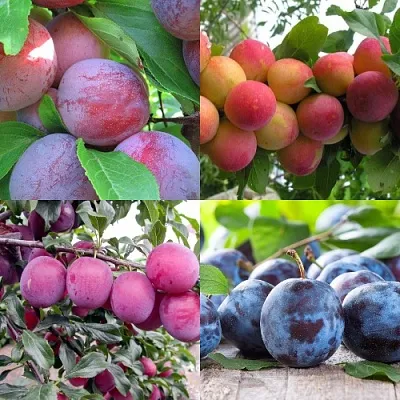 Комплект СЛИВОВЫЙ САД в Красноярске