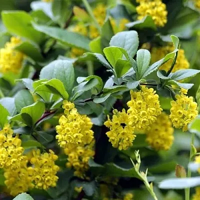 Барбарис корейский  Барбарис корейский в Красноярске