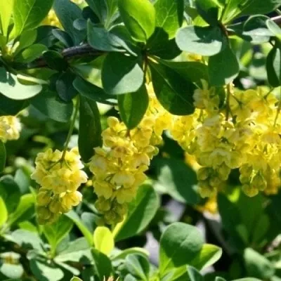 Барбарис ИНДИАН САММЕР   Барбарис ИНДИАН САММЕР  в Красноярске