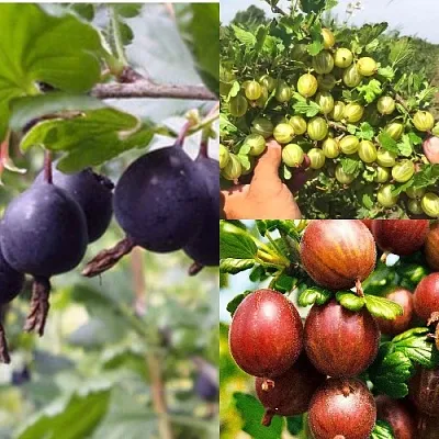 Комплект КРЫЖОВНИК MIX в Красноярске