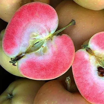 Яблоня ПИНК ПЕРЛ  Яблоня ПИНК ПЕРЛ в Красноярске